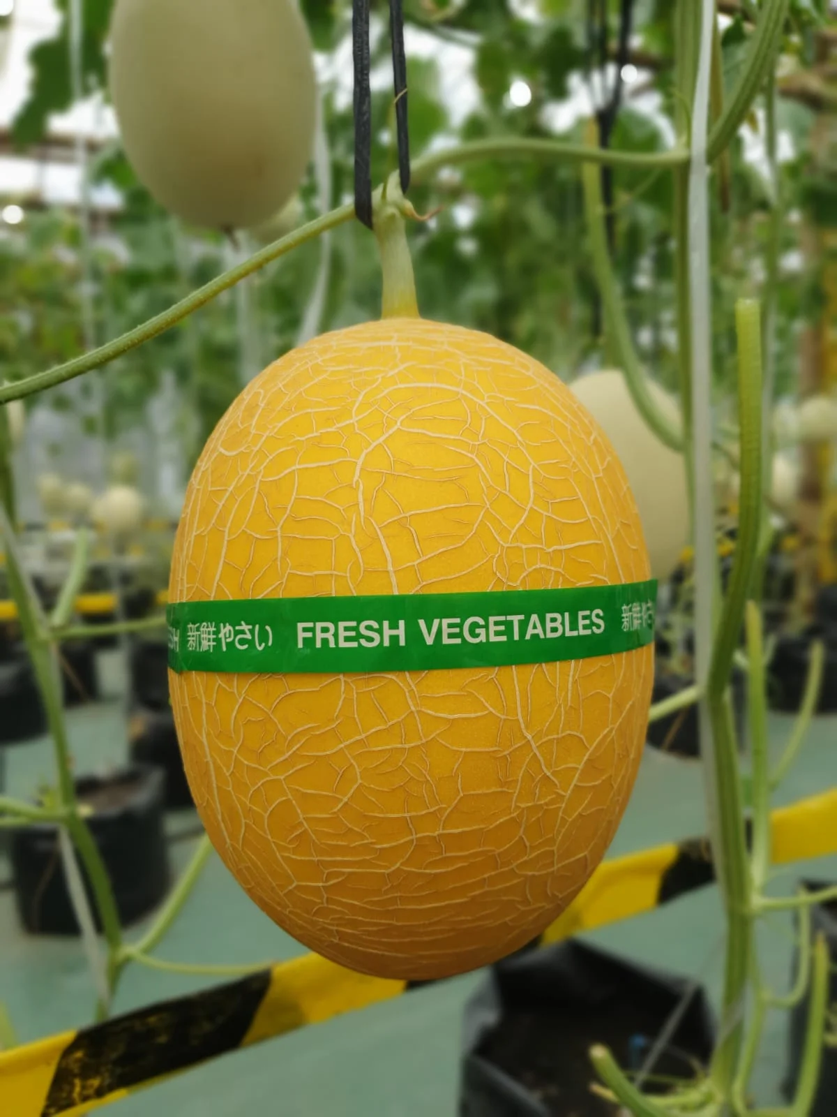 Budidaya Green House Melon dan Anggur